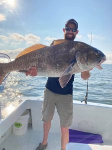 Large Black Drum from Trappe, Maryland